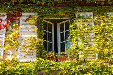vine clad window in Strasbourg, France