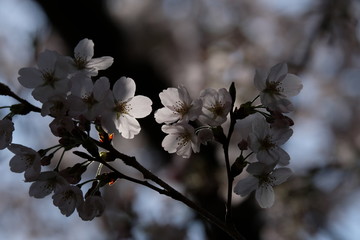 桜　花　逆光