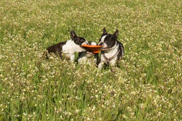 Perros jugando en un prado en primavera