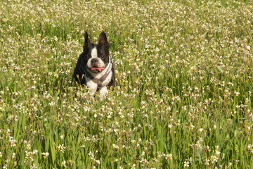 Perros jugando en un prado en primavera