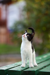 beautiful black and white kitten posing outdoors
