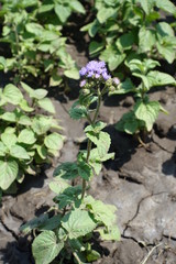Full length view of Ageratum houstonianum in bloom