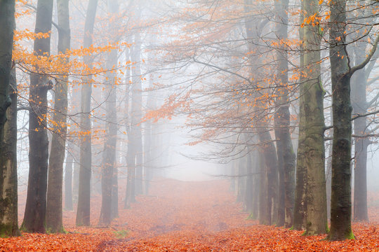 Fototapeta Beautiful mysterious lane in autumn in a forest in the Netherlands with morning fog and vibrant leafs