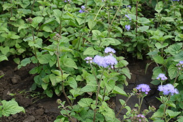 Pale violet flower heads of Ageratum houstonianum