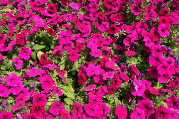 A lot of magenta colored flowers of petunia from above