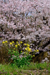 菜の花　桜の木