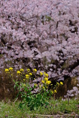 菜の花　桜の木