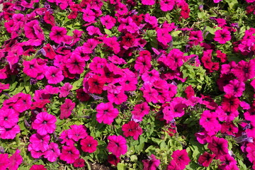 Bright magenta colored flowers of petunia in the garden