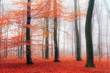 Beautiful mysterious red colors in autumn in a forest in the Netherlands with morning fog and vibrant leafs