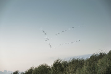 Group of birds migrating against the nice blue sky