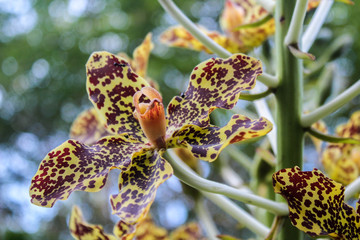 The beauty of natural flowers.