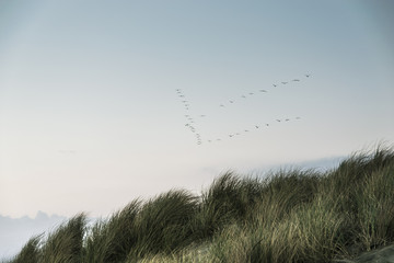 Group of birds migrating against the nice blue sky