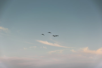 Group of birds migrating against the nice blue sky