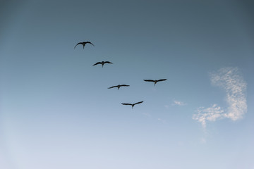 Group of birds migrating against the nice blue sky