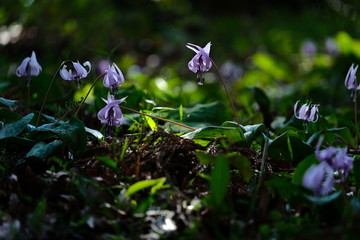 カタクリ　花　群生