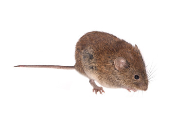 Bank Vole, Field Mouse (Clethrionomys glareolus), isolated on White Background