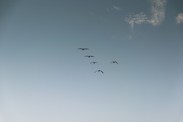 Group of birds migrating against the nice blue sky