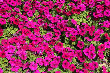 Obraz premium Lots of magenta colored flowers of petunia from above