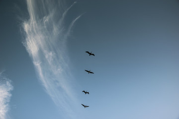 Group of birds migrating against the nice blue sky