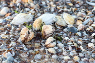 Bivalve shells in sea water at summer Sunny day on a background of open shells on the bottom
