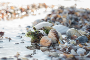 Bivalve shells in sea water at summer Sunny day on a background of open shells on the bottom