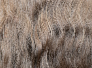 Fototapeta premium Wavy blond hair after braids