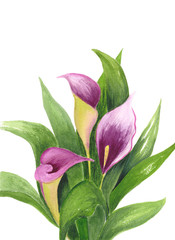 Calla Lily isolated on white background. Watercolor illustration of bouquet. Purple flowers and green leaves. Botanical realistic art. For wedding invitations and holiday cards.