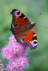 Beautiful bright butterfly. The main color of the wings is red, there are blue spots, the wings have a dark border. Butterfly sitting on a pink flower, green background.