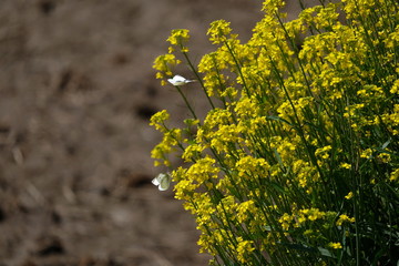 菜の花　モンシロチョウ