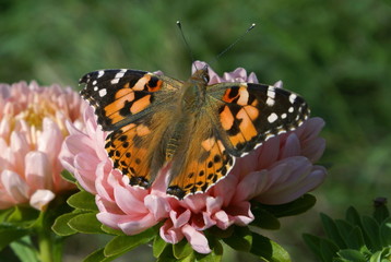 Fototapeta na wymiar Bright butterfly with orange wings, white and black spots on the front wings, black spots on the rear wings. Butterfly sitting on a flower Astra pink. Green background.