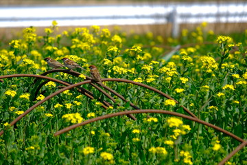 すずめ　花畑
