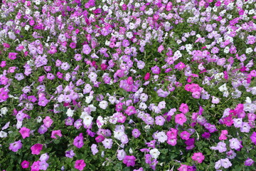 Backdrop - flowering petunias in various shades of pink