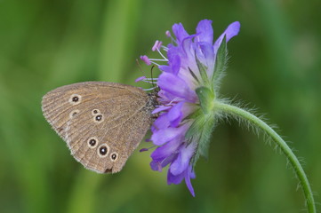 Obraz premium Butterfly with round dark spots of different sizes and with a light rim on the outer edge of the brown wings. The butterfly is sitting on a lilac flower. Green background.
