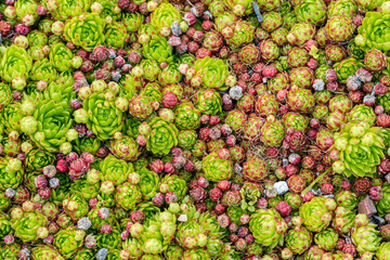 Pattern of cacti cactuses