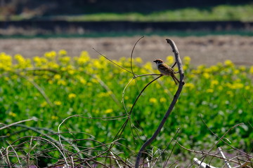 すずめ　花畑