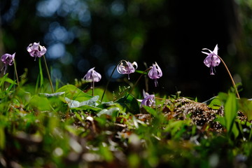 カタクリ　花