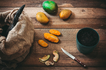 planting of the mango tree from the seed