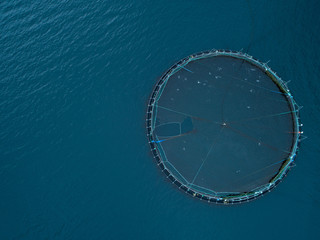 AERIAL: Flying above a cage full of salmon in the sea near the Faroe Islands.