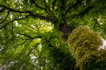 Thick green vegetation in humlegarden in stockholm