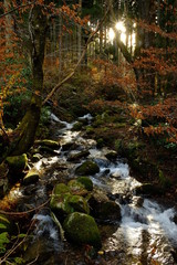 日差し　川　森　光条