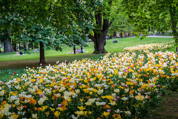 People eating pic-nic in a park with tulips in the summer of stockholm
