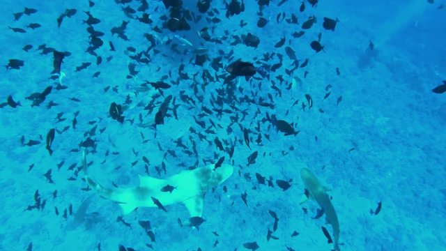 Snorkeling with blacktip reef sharks in the shallow, clear water lagoon of Bora Bora island, in the Tahiti French Polynesia, South Pacific Ocean (view from action camera)
