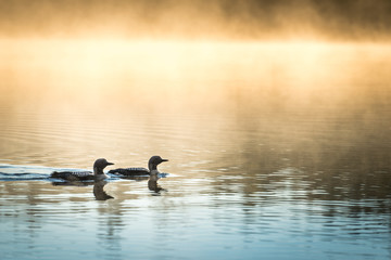 Bird couple swiming in lake during sunrise