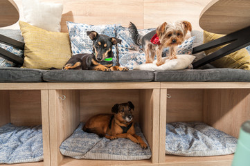 Three funny cute dogs ex abandoned homeless adopted by good people and having fun on the pillows in...
