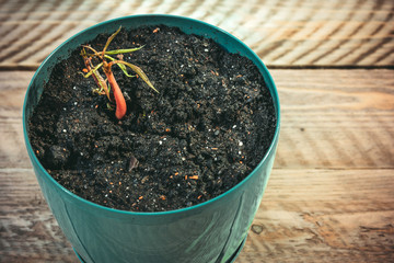 Young plants growing from mango seed in the pot