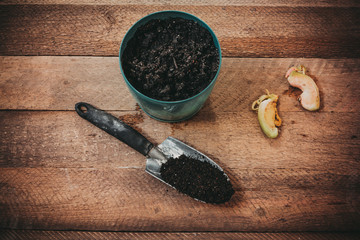 Planting of the mango tree from the seed in the pot