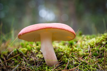 Mushroom in the forest