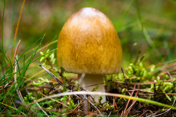 Mushroom in the forest