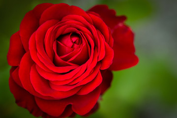 Beautiful red rose closeup