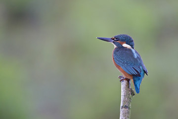 A Common Kingfisher (alcedo atthis) perched on a branch waiting for the moment to catch a fish.